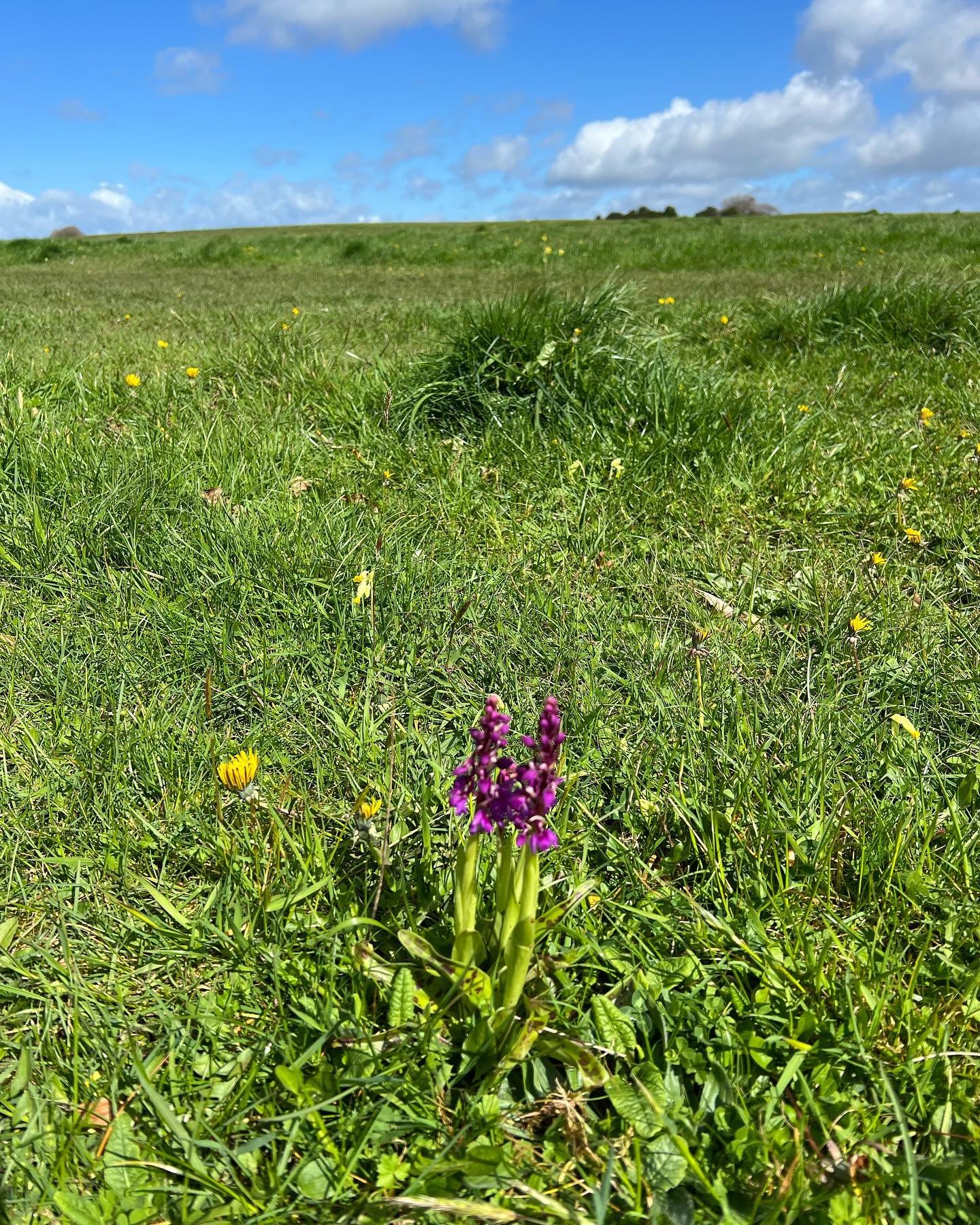 It's looking beautiful on the Common! If you fancy a walk to see the orchids and cowslips and hear the skylarks, then pop in for a cup of coffee or lunch in our lovely caf&eacute;. You can sit under the stained glass windows or outside at the picnic 