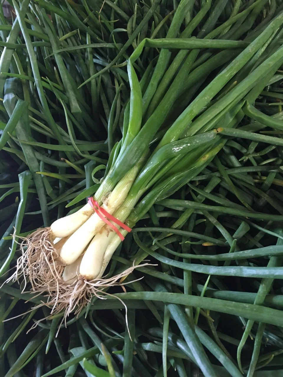 White Green Onions (Scallion)