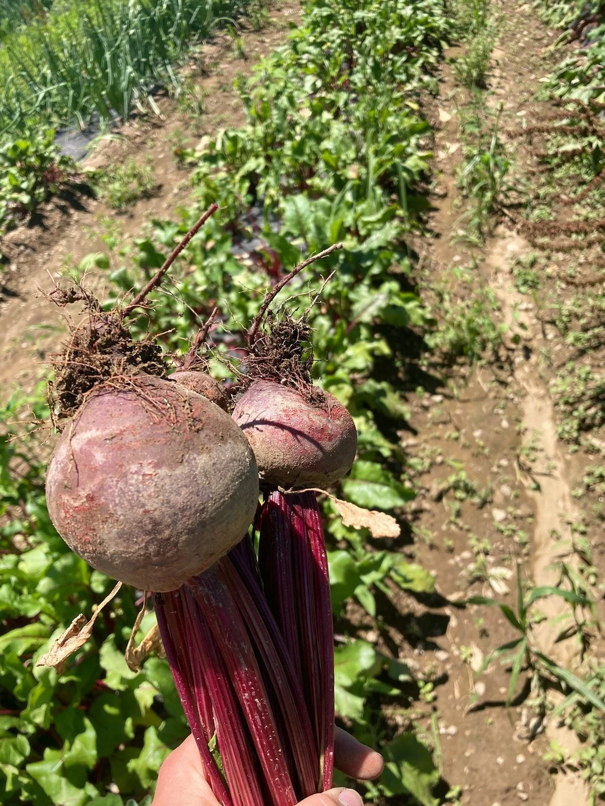 HALF BUSHEL - Red Beets