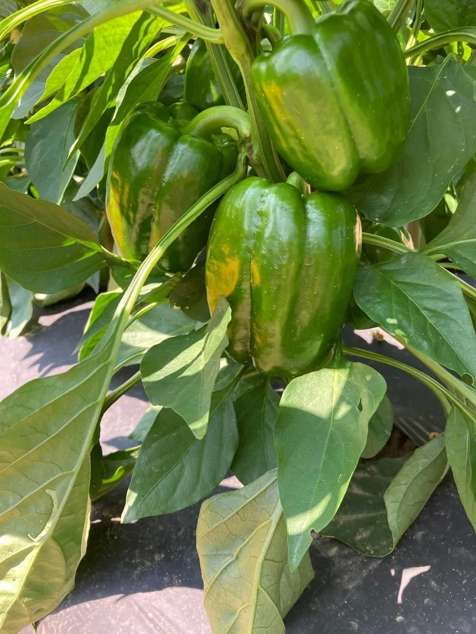 Green Bell Peppers - HALF BUSHEL
