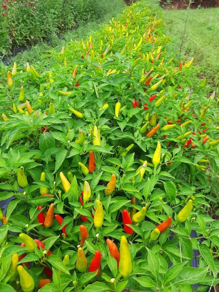 Chili Peppers