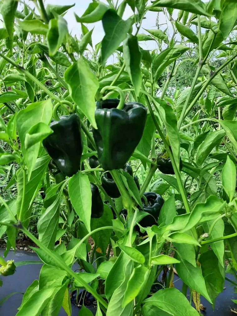 Poblano Pepper