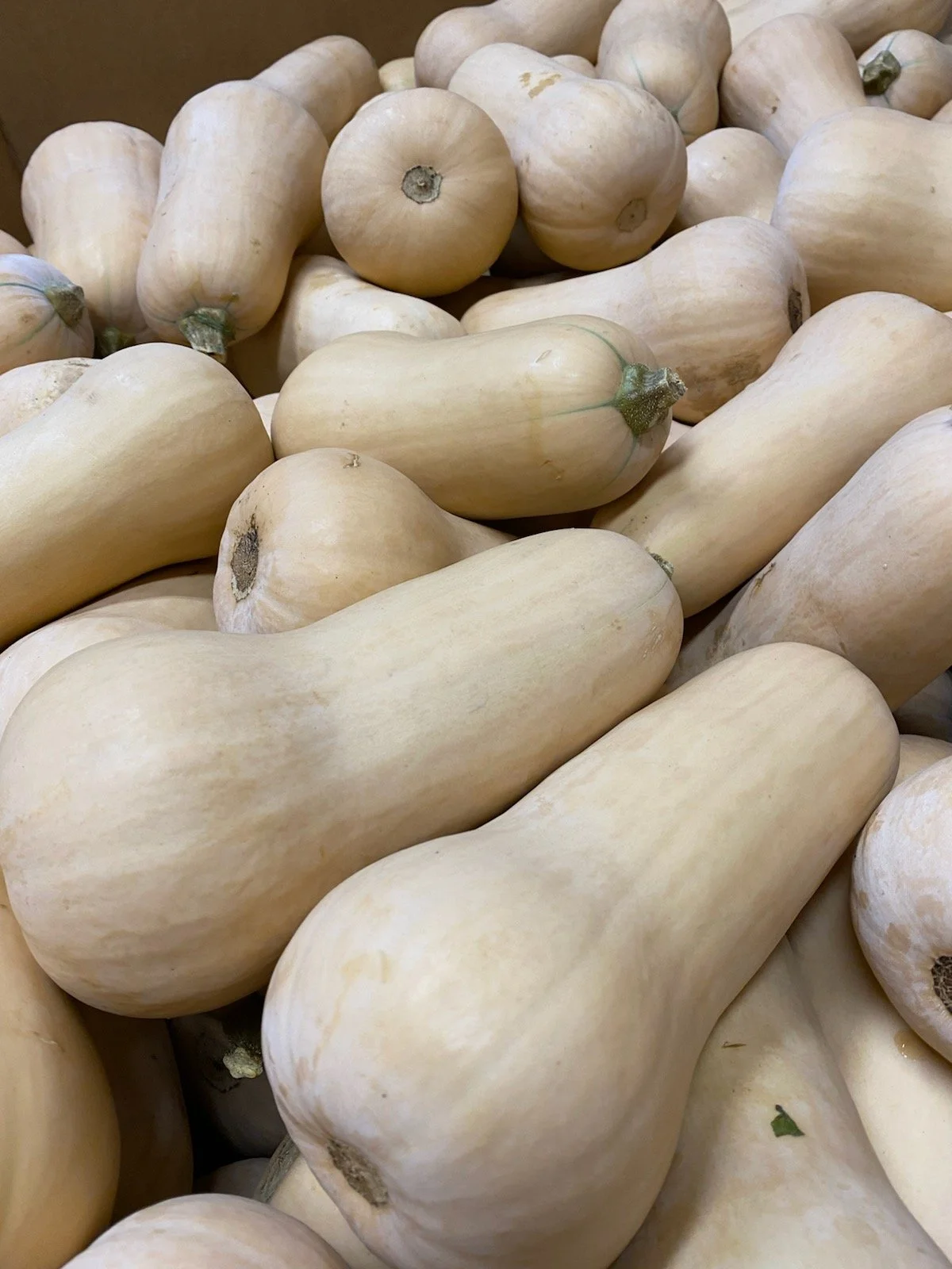 Butternut Winter Squash