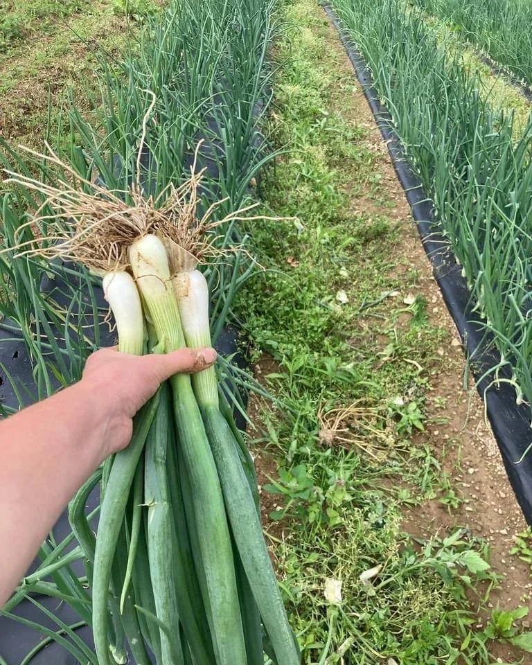 White Spring Onion Bunch