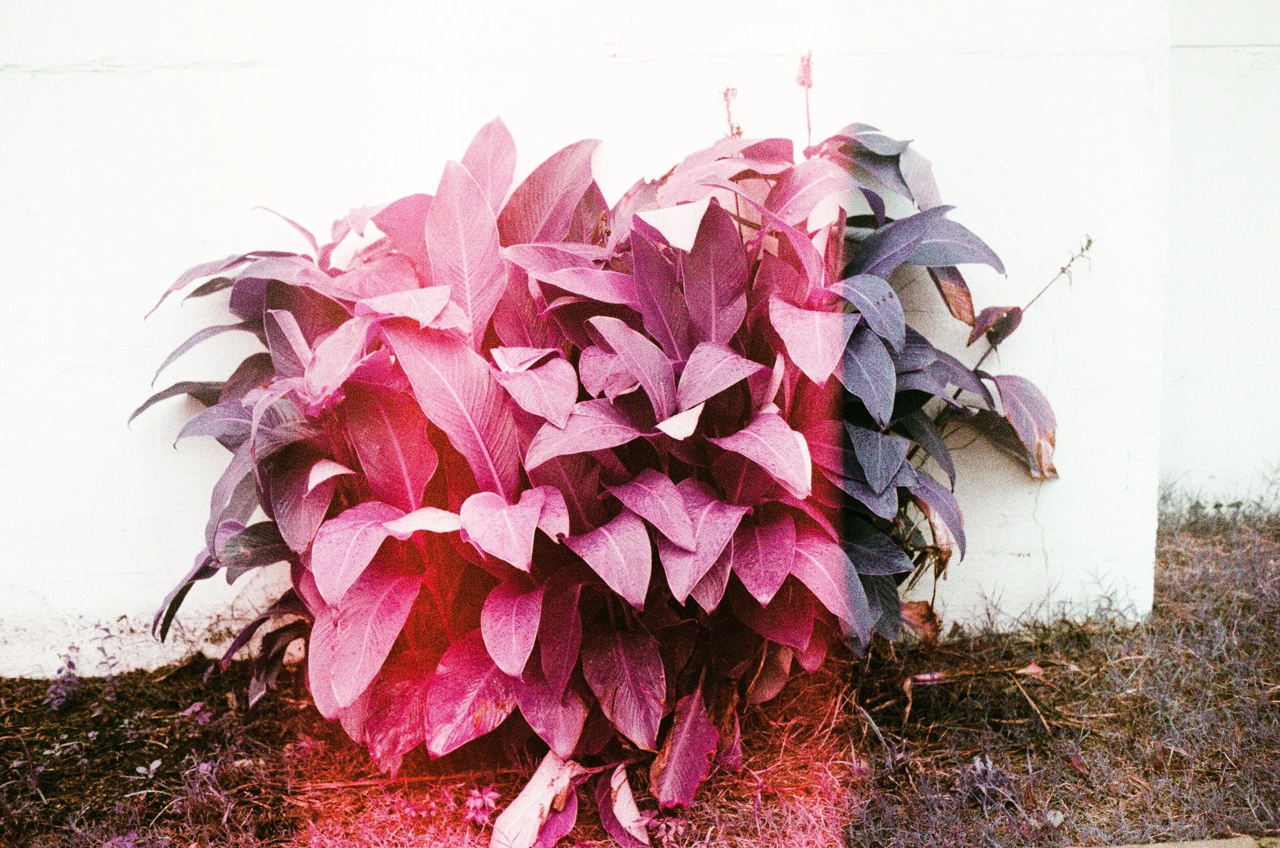   canna lillies on fire  