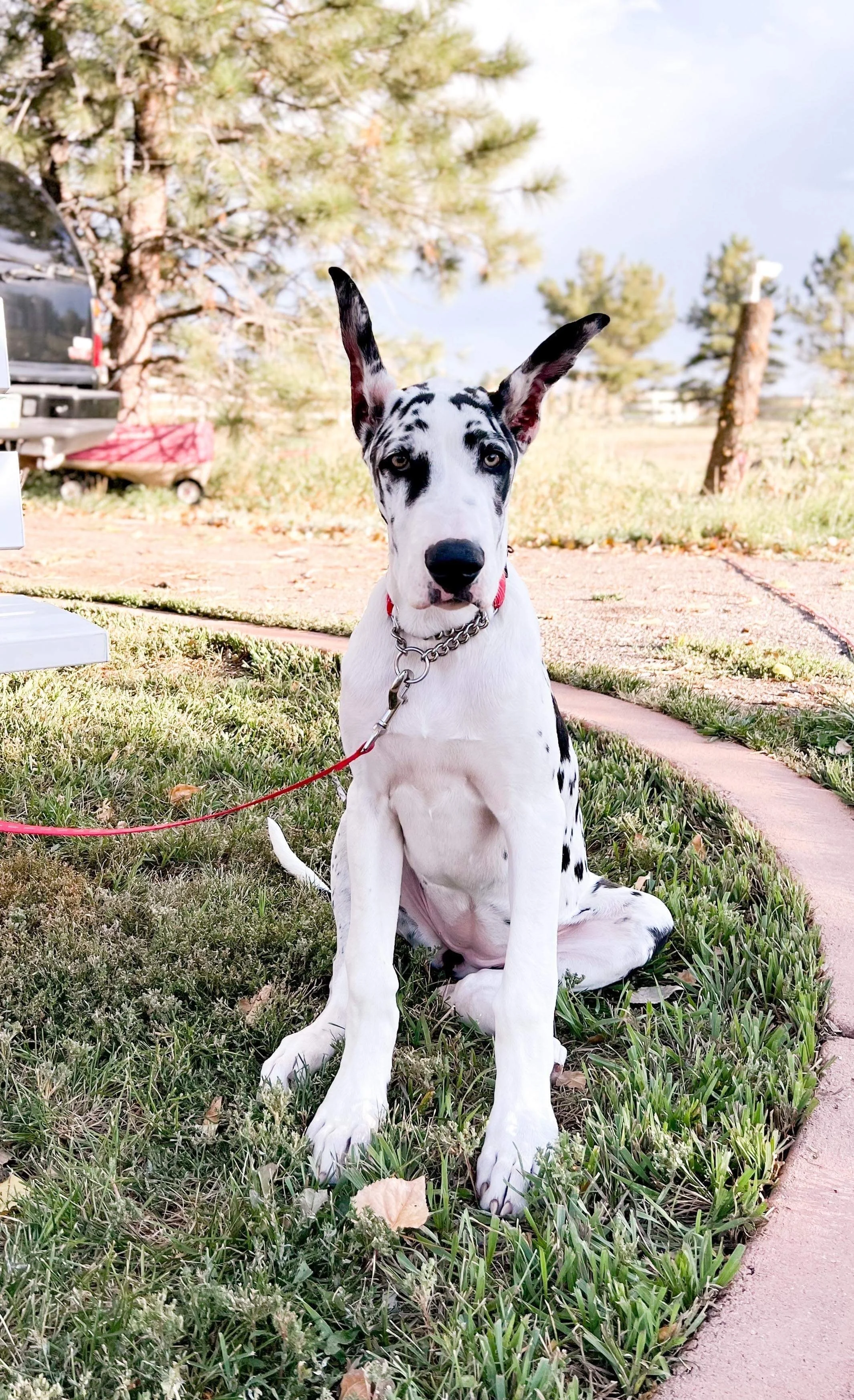 Oh My Darlin’ Clementine aka Clem CHIC Health Cert # 213842