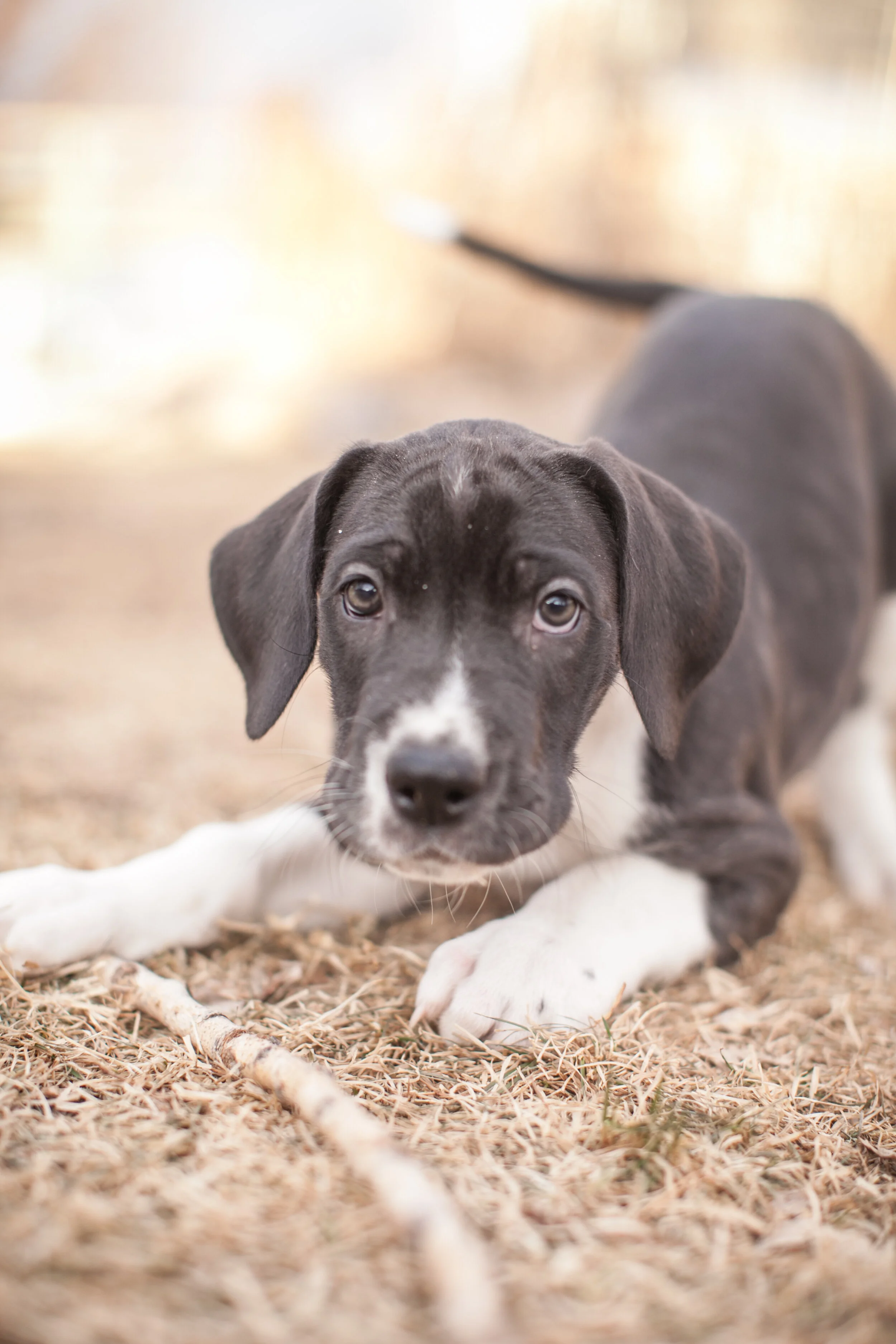 Charlee's Pups at 6 weeks