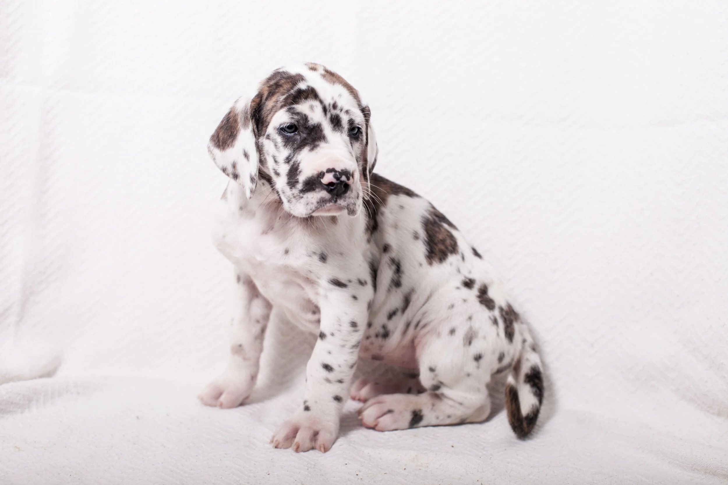 Charlee had 10 Puppies!