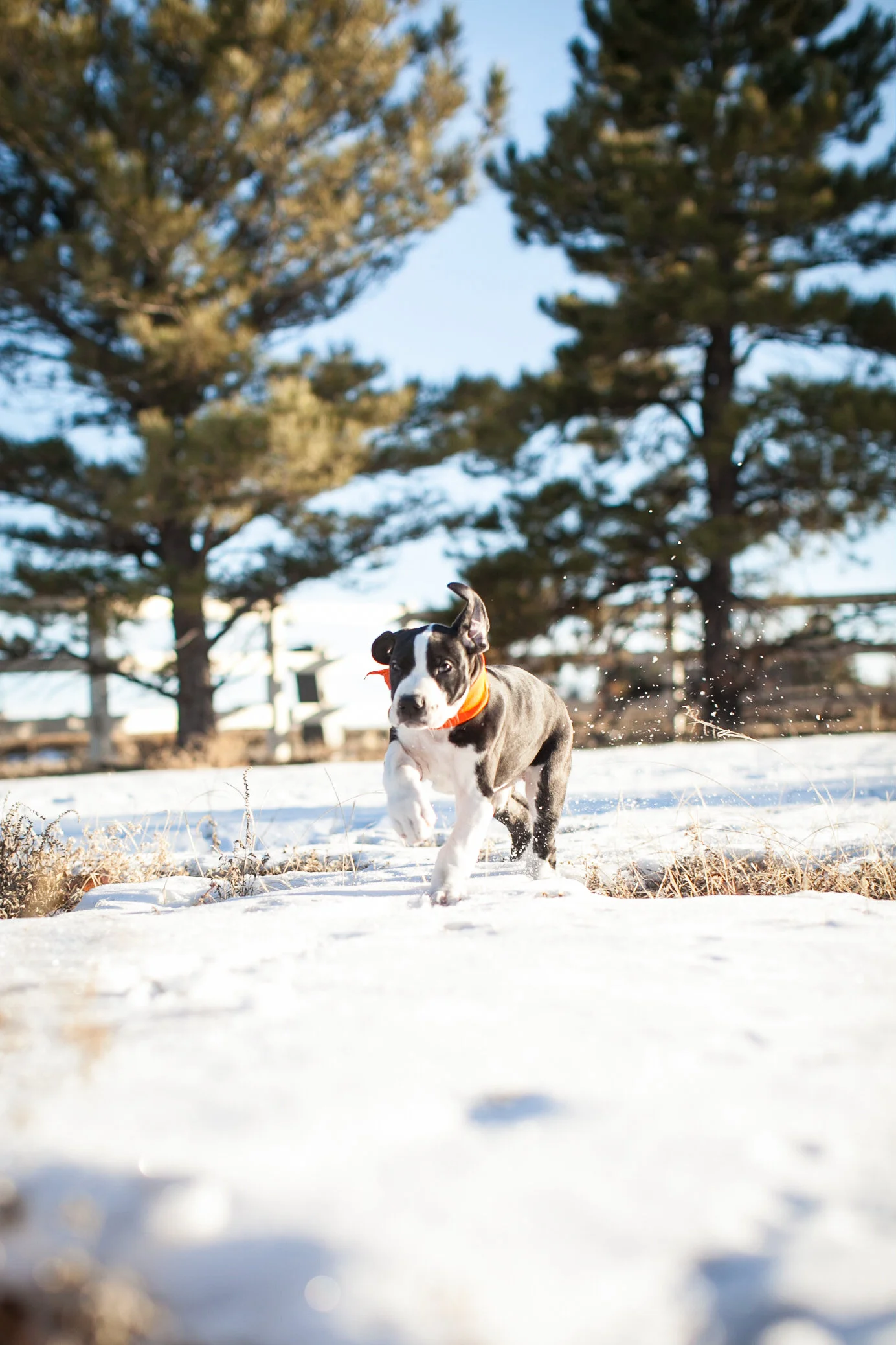 Delilah's Pups have a Snow Day