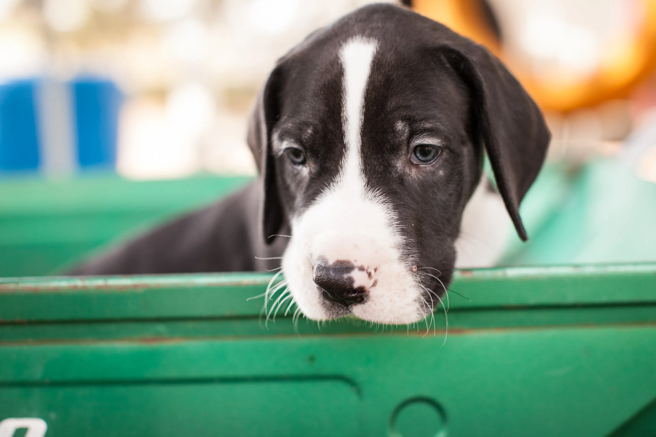 Summer Fun in the Front Yard