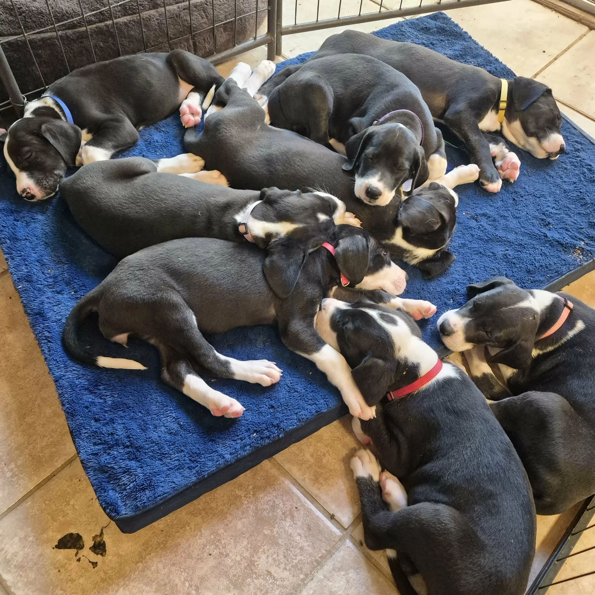 Nap time for 8 Great Dane puppies ❤️