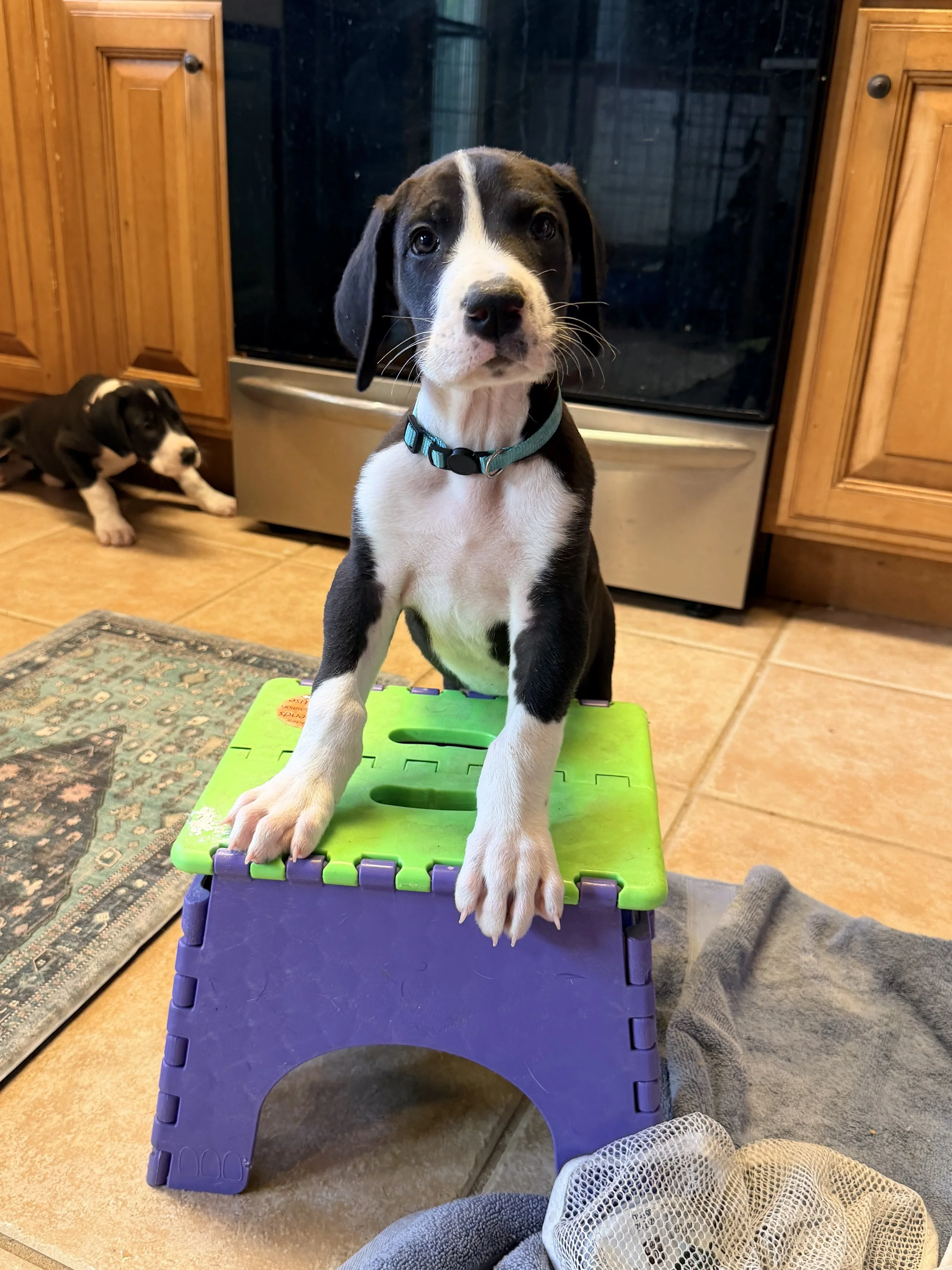 Puppies arrived 7/27/26 Ready To go home now!