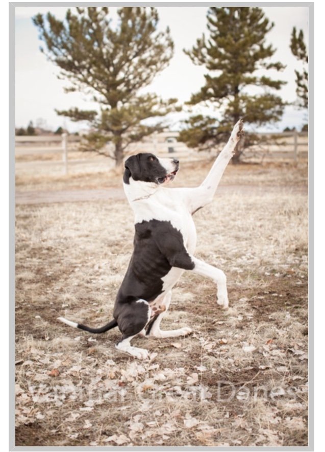 VANMAR’S Augustus Aka Gus  CHIC Health cert #137846