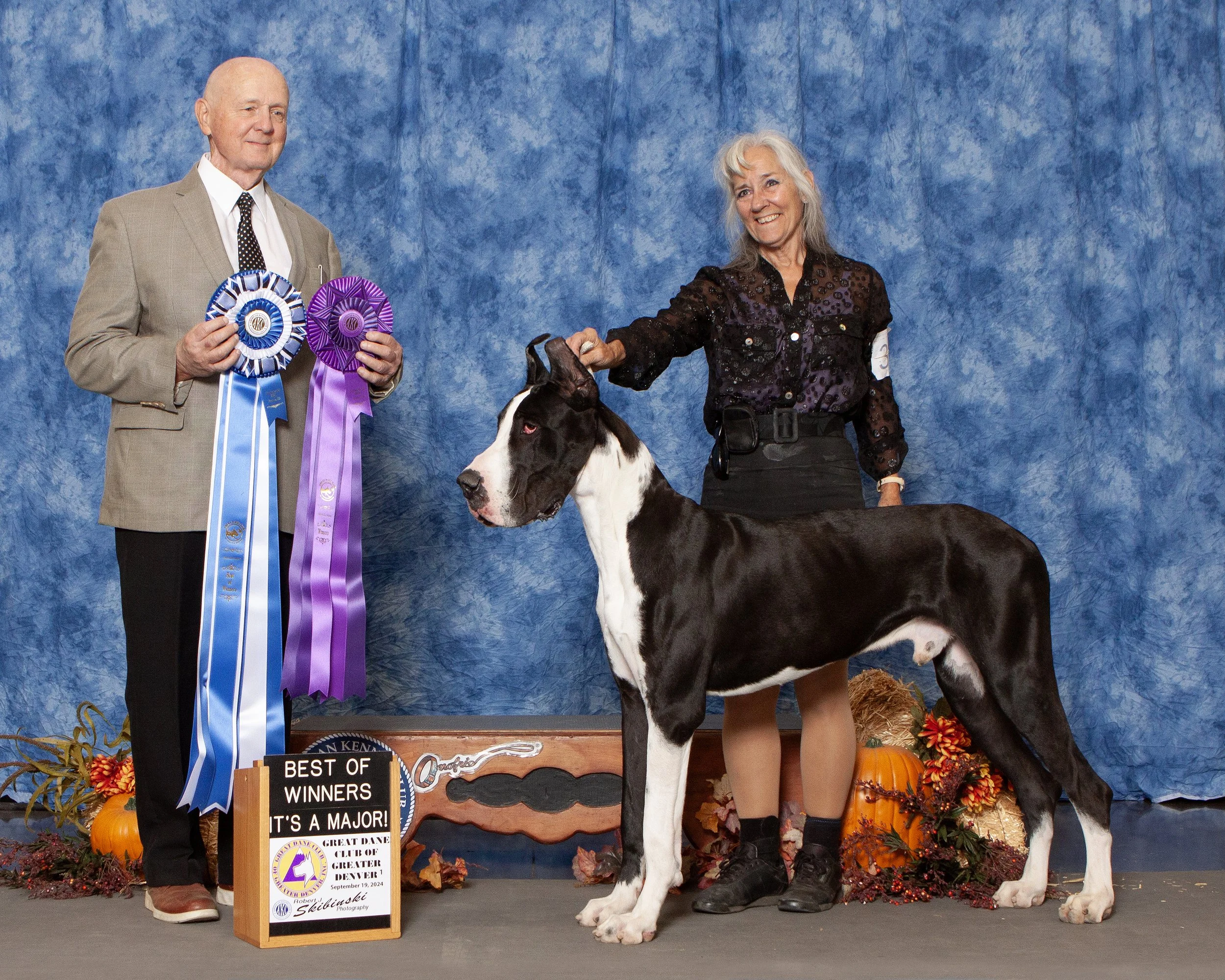 Cowboy Buckaroo  CHIC Health cert #214468