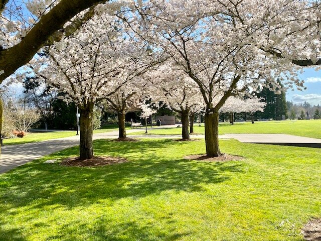 Springtime at the Korean War Memorial