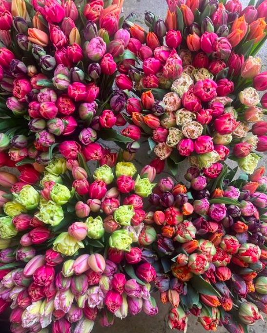 Tulip CSA Share
