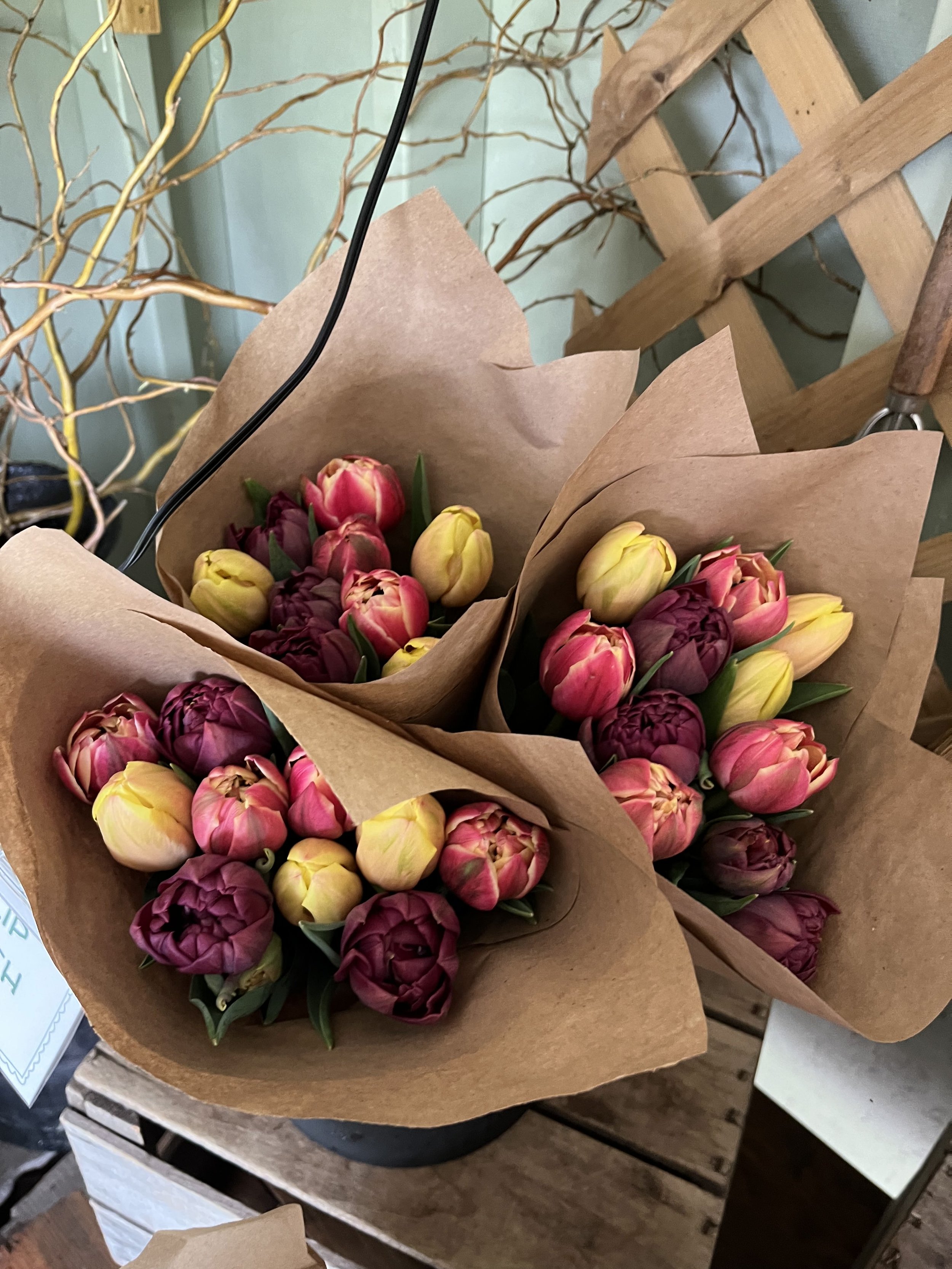 Tulips- Farmers Market Preorder