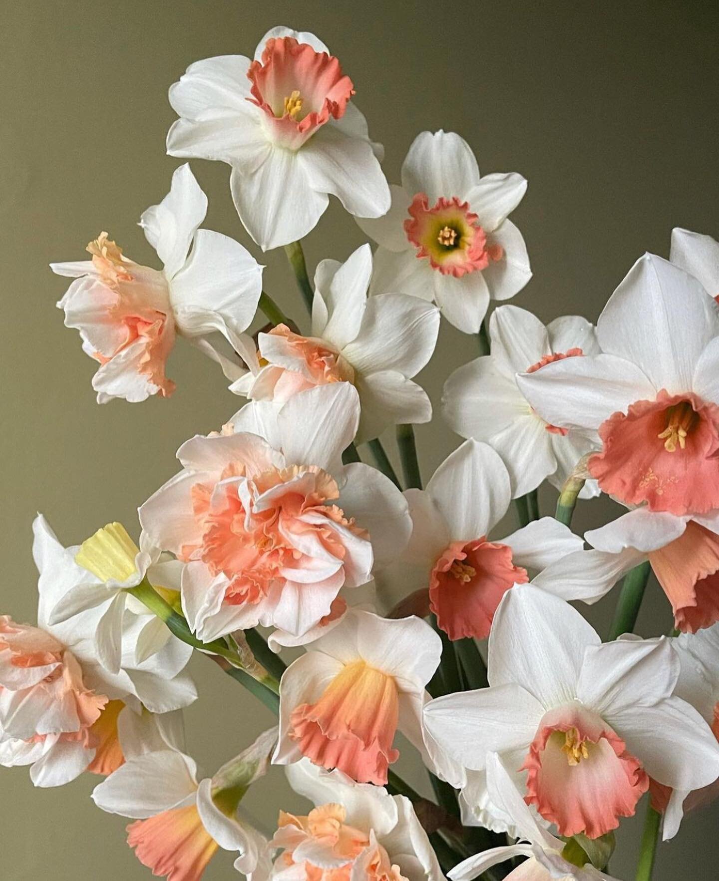 Spring is definitely needed 🌻🌷🌞
Flowers via @yasminemei 🌱
~
~
~
#studiolucy #spring #fortune
