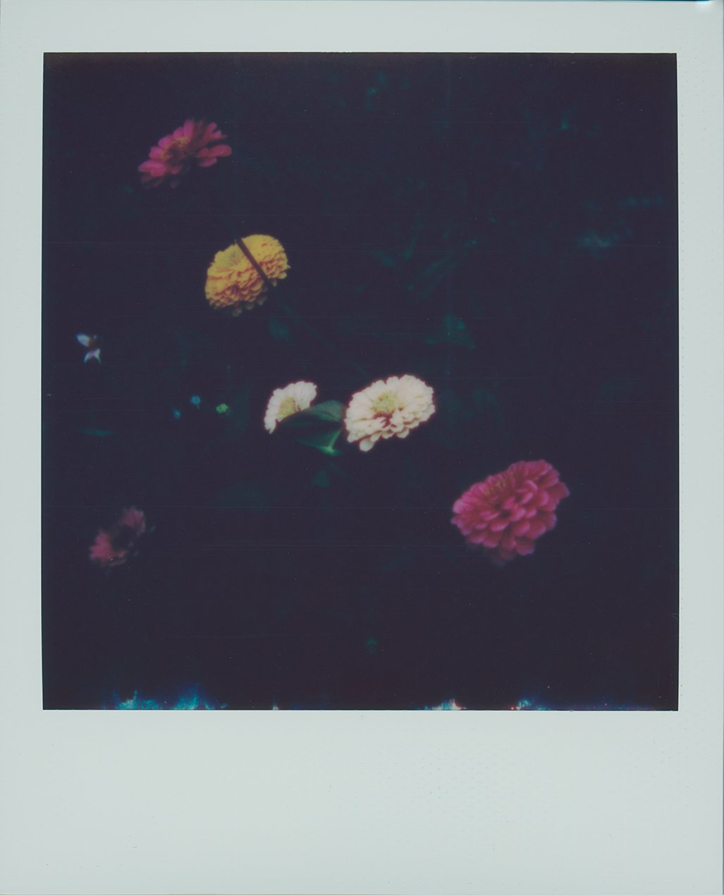 zinnias001 copy.jpg