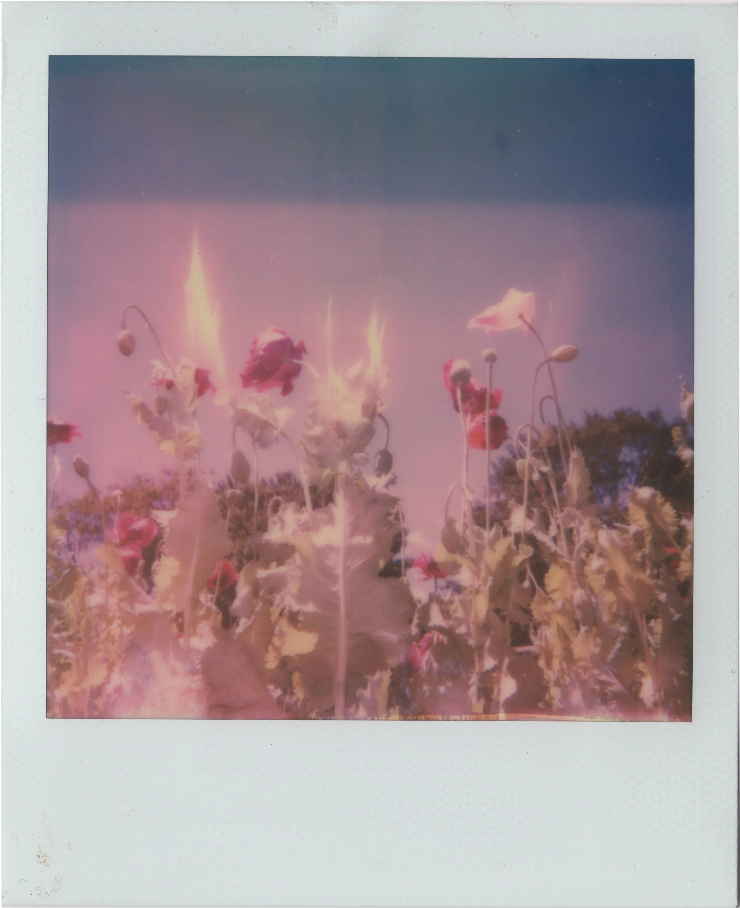 flamingpoppies.jpg
