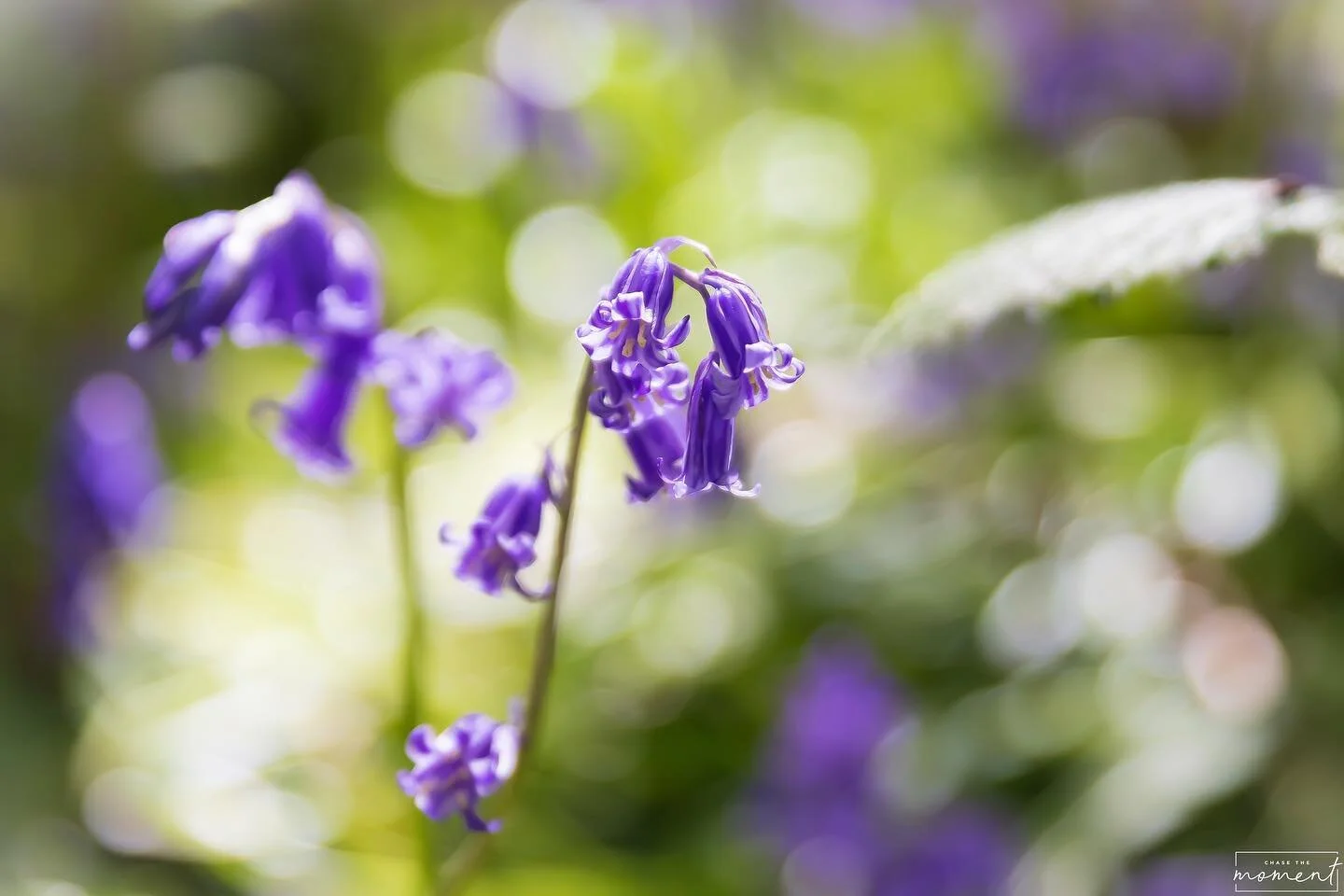 Everything happens for a reason. 💙

I know what your thinking how does the caption relate to this little bunch of bluebells Lauz? When I look at this image I&rsquo;m reminded of the fact that in a sea of bluebells this little bunch was the one that 
