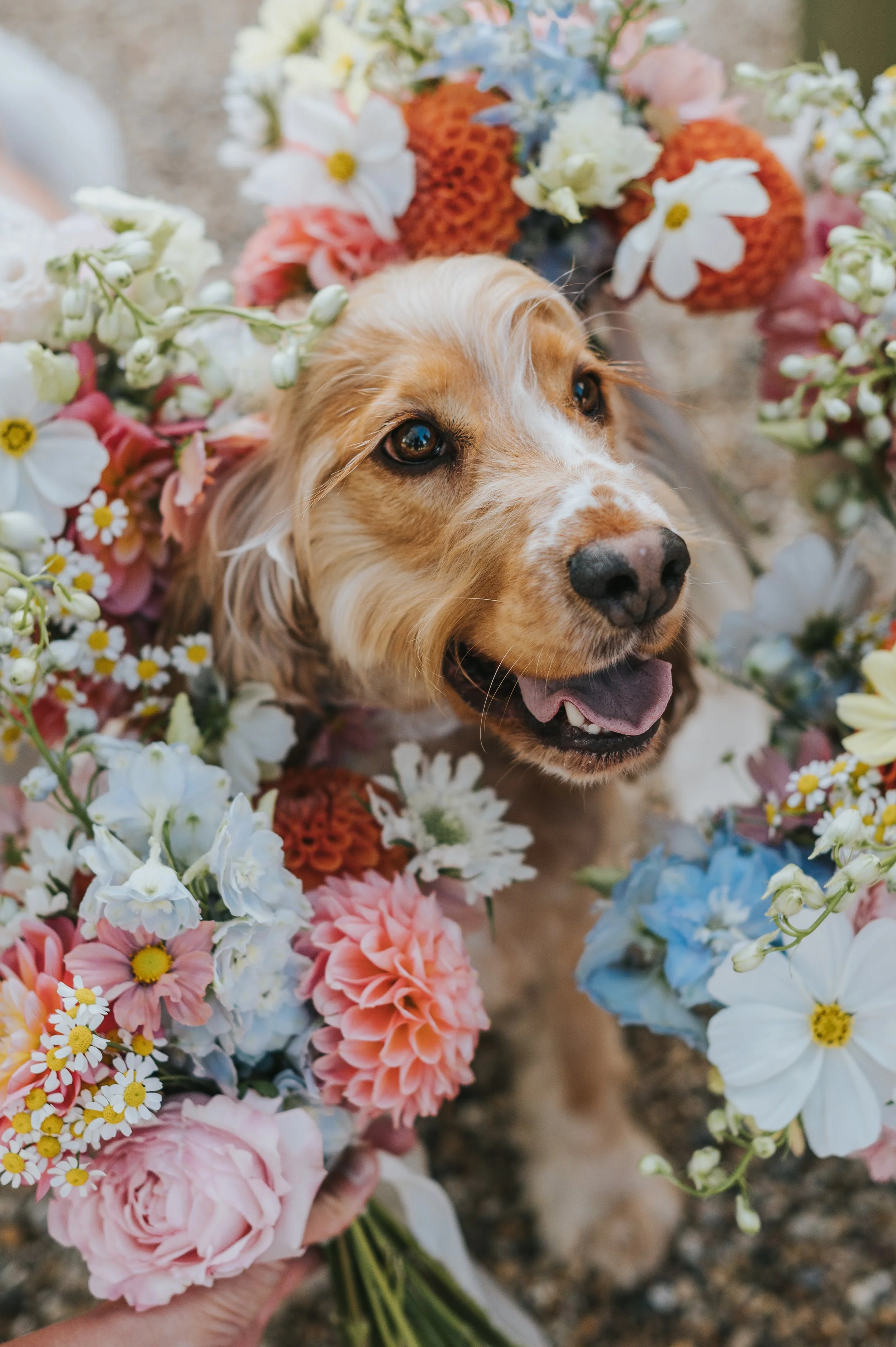 A happy dog surrounded by colorful flowers, including daisies, roses, and other blooms, with a person's hand holding the bouquet. Rebecca Louise Photography Essex Wedding photographer