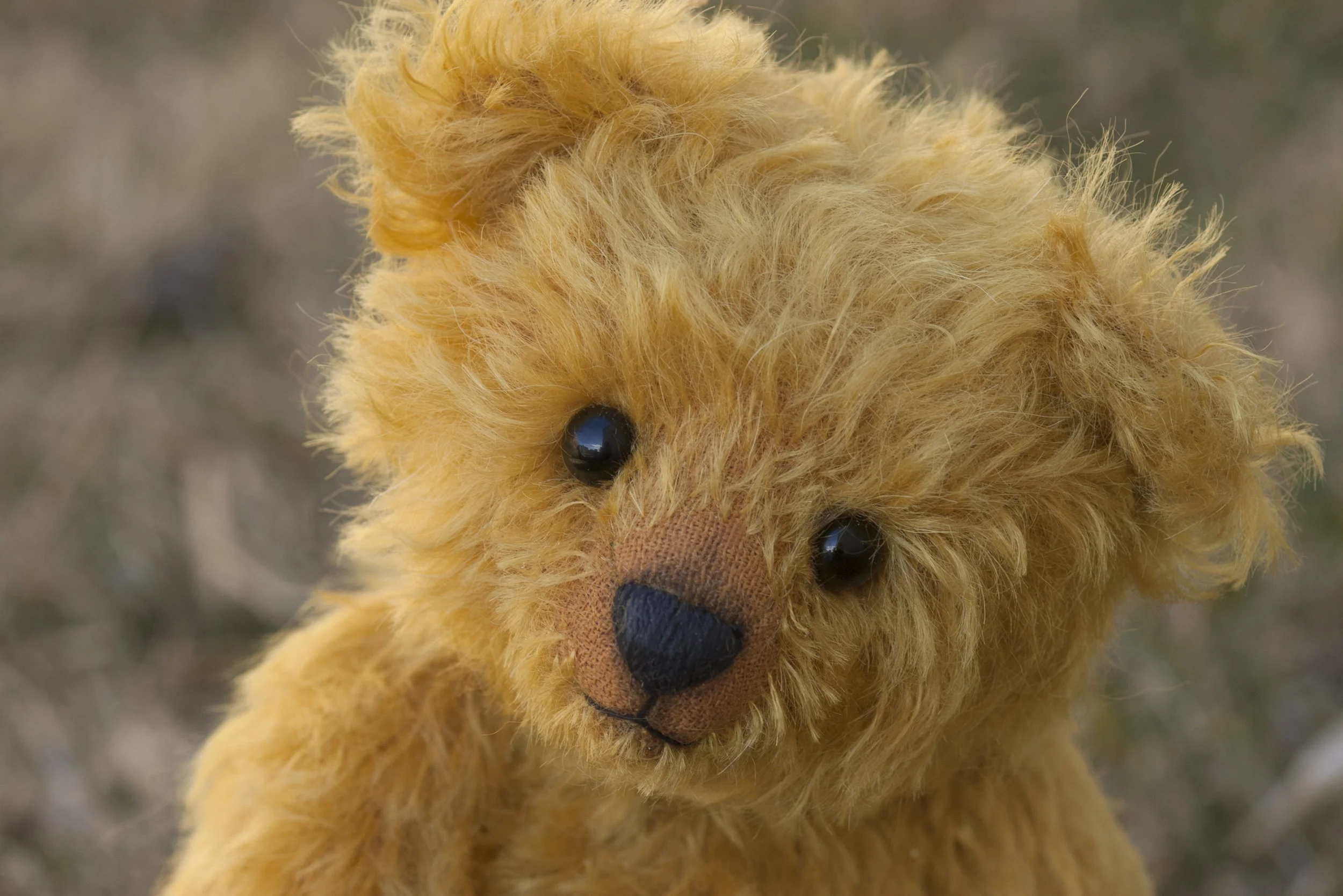 Teddy bear hunts spread around the world