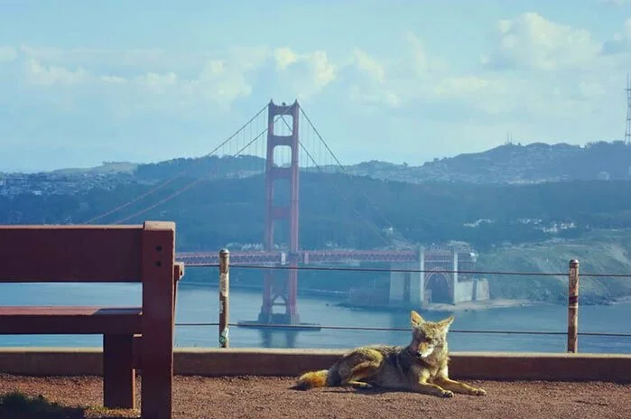 Animals Invade Cities As People Quarantine Themselves At Home