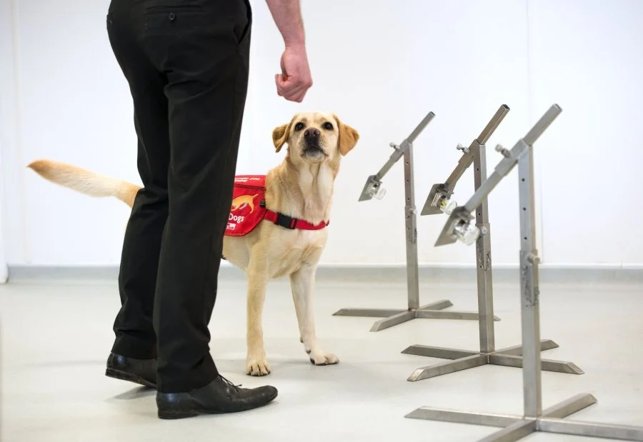 Dogs being trained to sniff out coronavirus