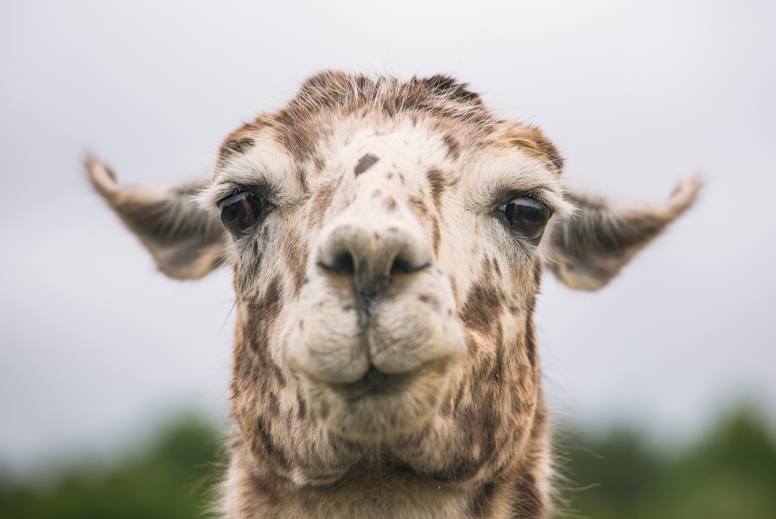 Llamas are providing the latest hope in fighting the coronavirus