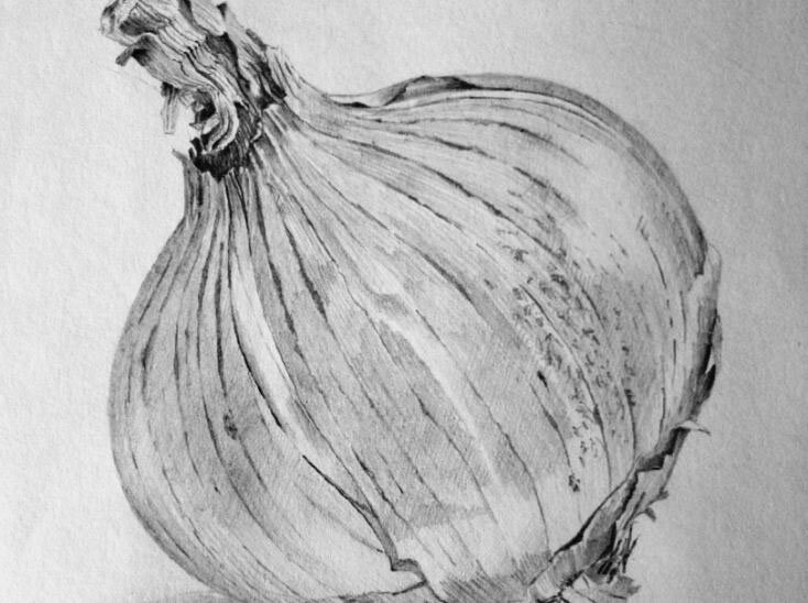 onion-chalk-drawing-botanical-toxins-image-734x548.jpg