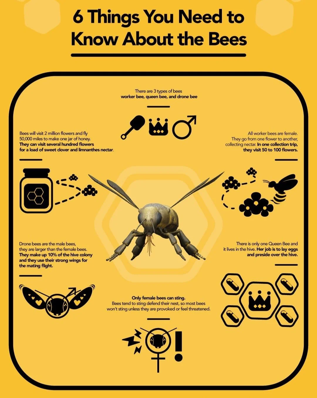 facts-about-bee.jpg