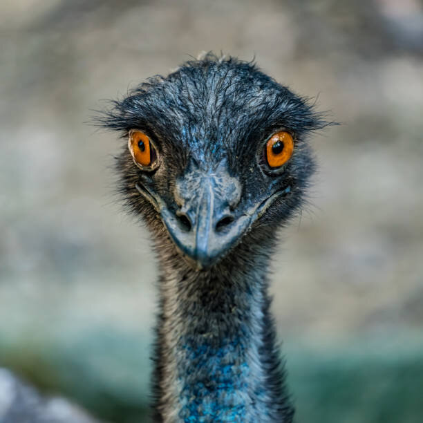 istockphoto-859771300-612x612.jpg