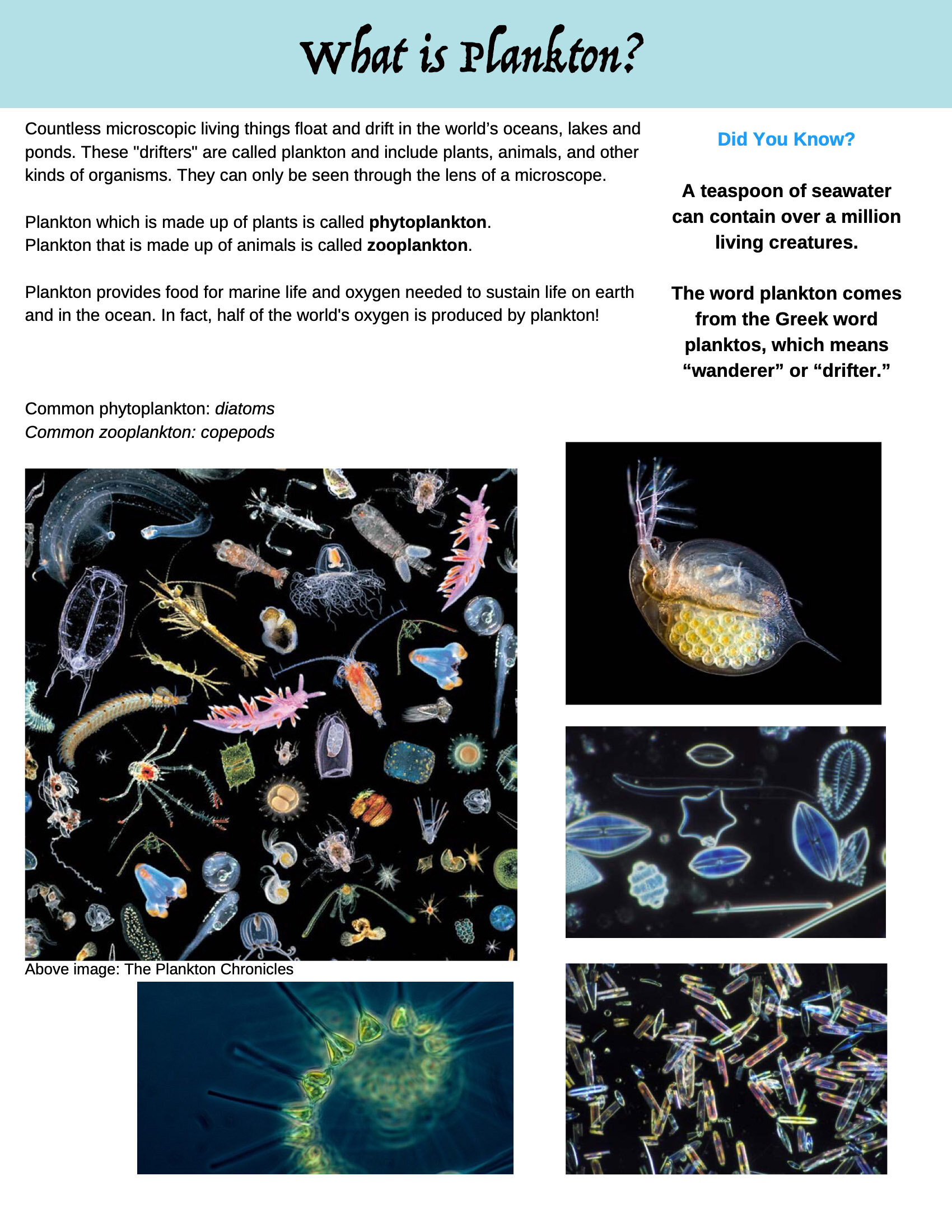plankton_pictures-04 copy 2.jpg
