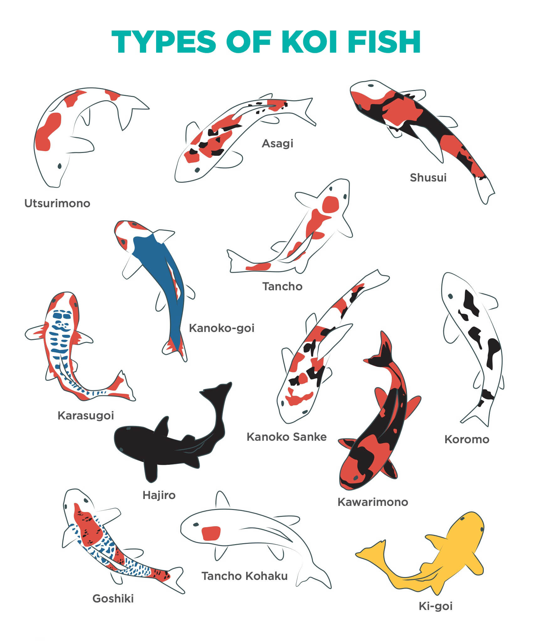 67TypesOfKoiFish.jpg