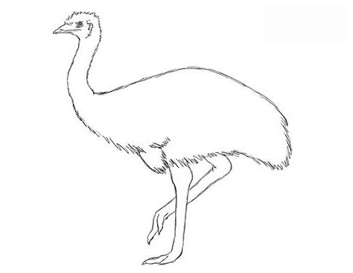draw-emu-bird-16.jpg