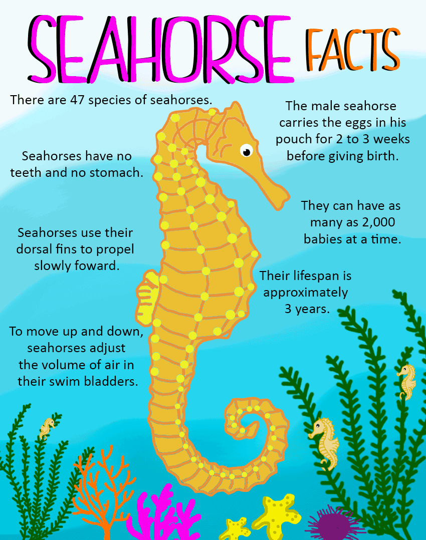 seahorse-facts-graphic-web.png