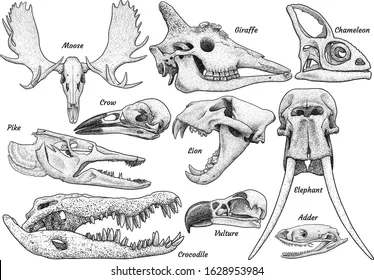 animal-skull-collection-illustration-drawing-260nw-1628953984.jpg.webp
