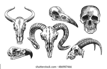 vector-sketch-illustration-animal-skull-260nw-486987466.jpg.webp