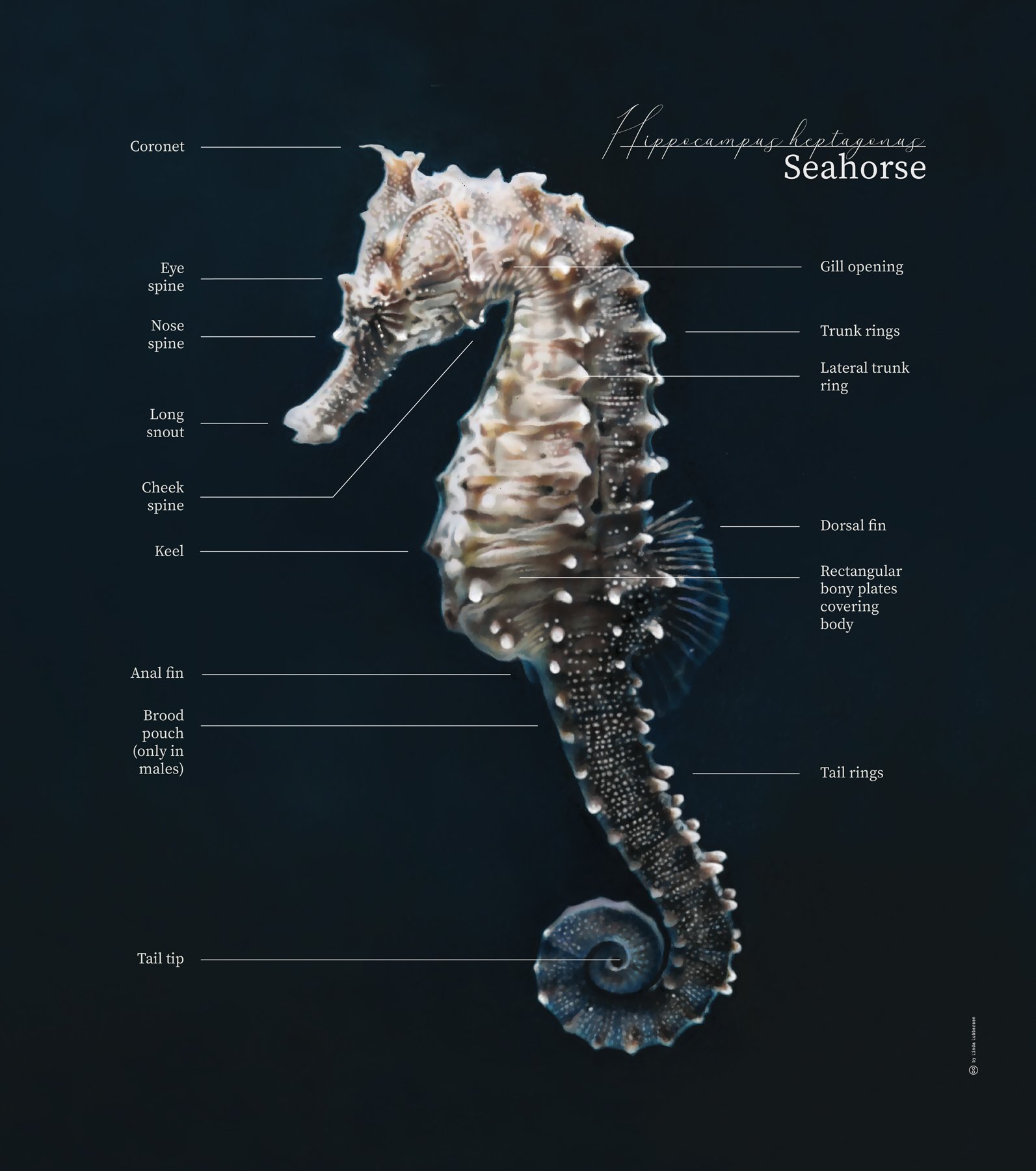Seahorse_2.3.jpg