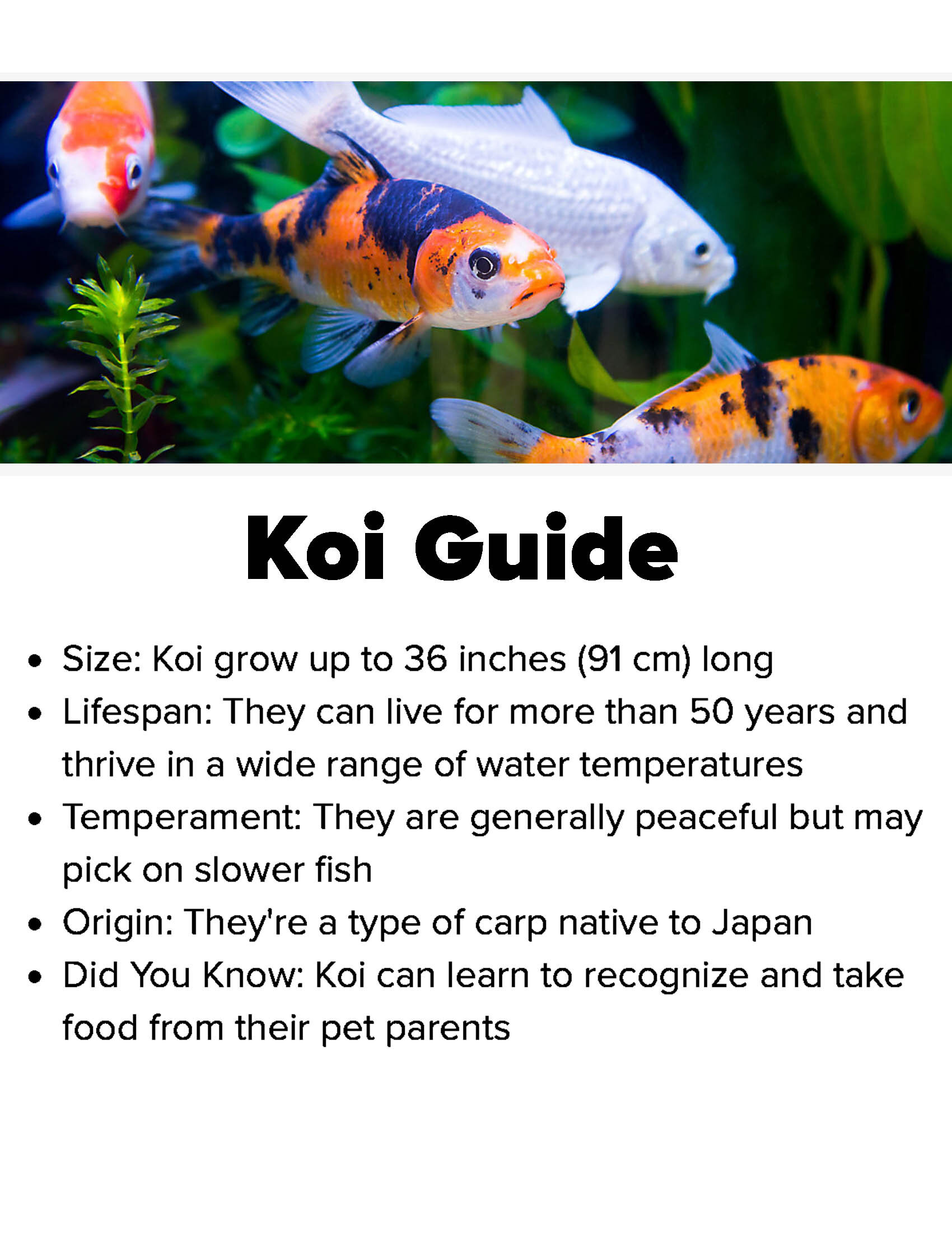 Koi Guide copy.jpg