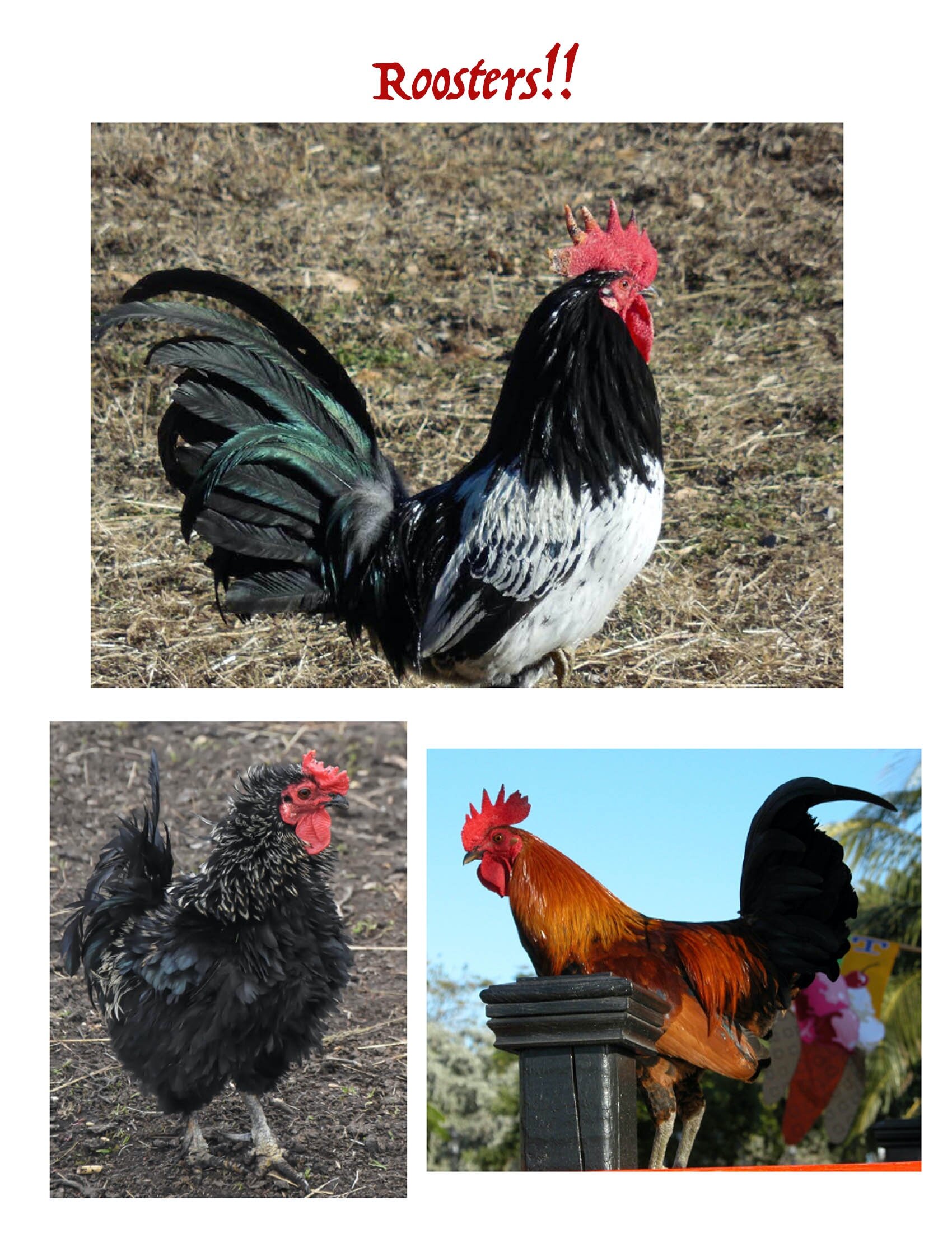 Missionary Mary Proctor rooster project-09.jpg