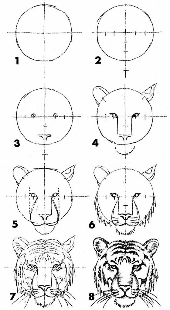 TigerHead.jpg