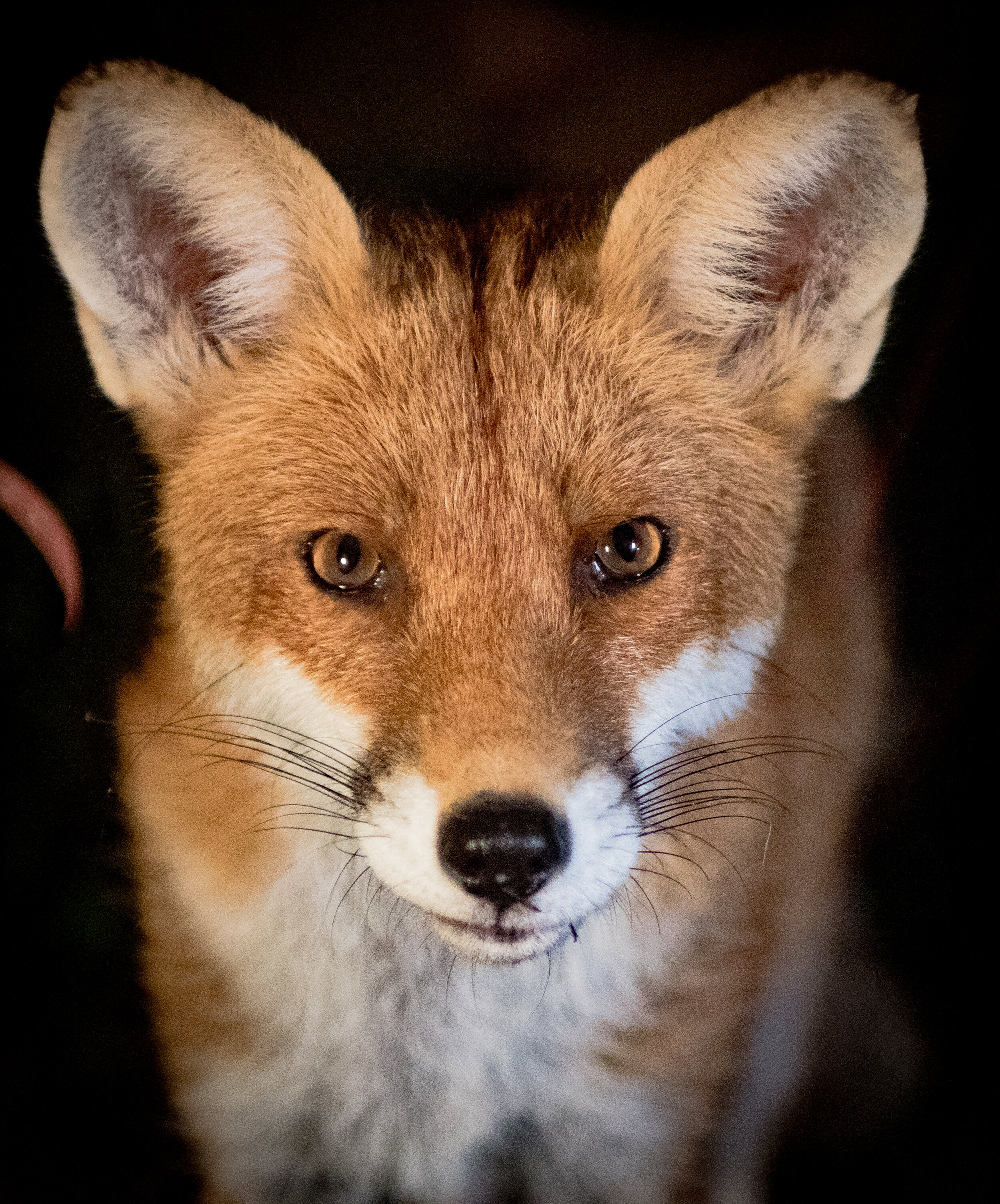 Foxy 3 portrait 20 sept 2021-4841-2.jpg