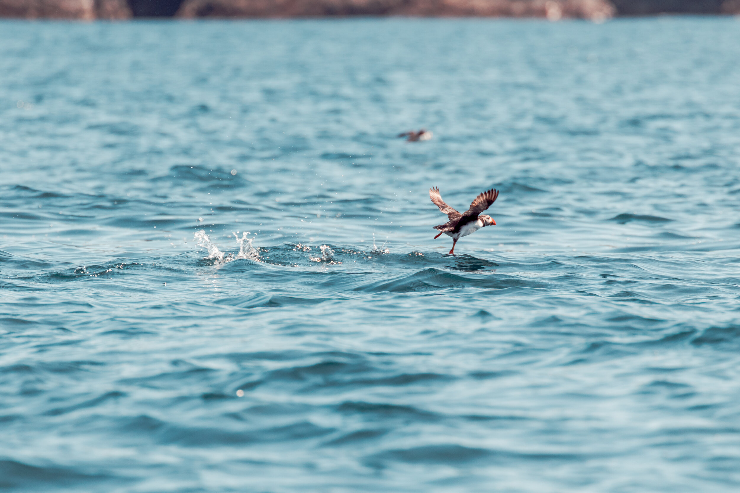 Puffins July 2019-5363.jpg