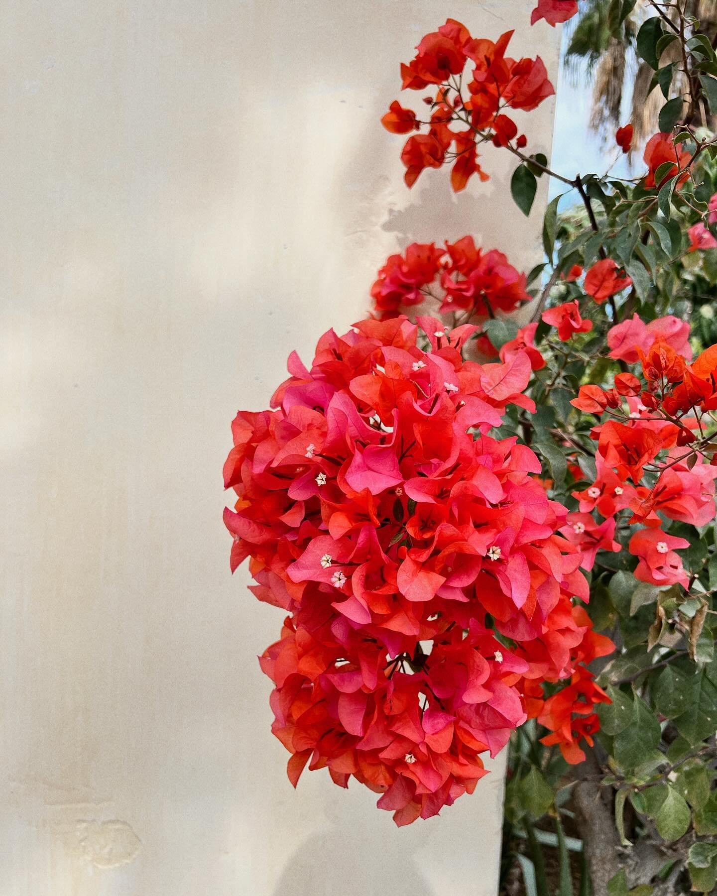 A little summer brightness for your feed😌
Would you believe me if I told you this is an iPhone snap from our time in Cabo with L + M? These summer temps have us dreaming about the gorgeous pools and crisp cocktails in Mexico! Anyone ready to go back