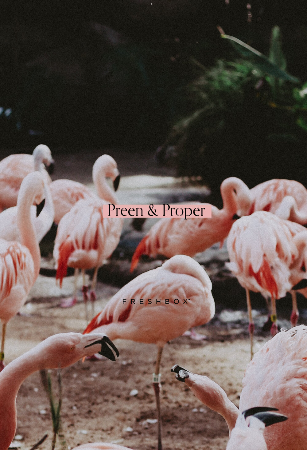 Preen & Proper