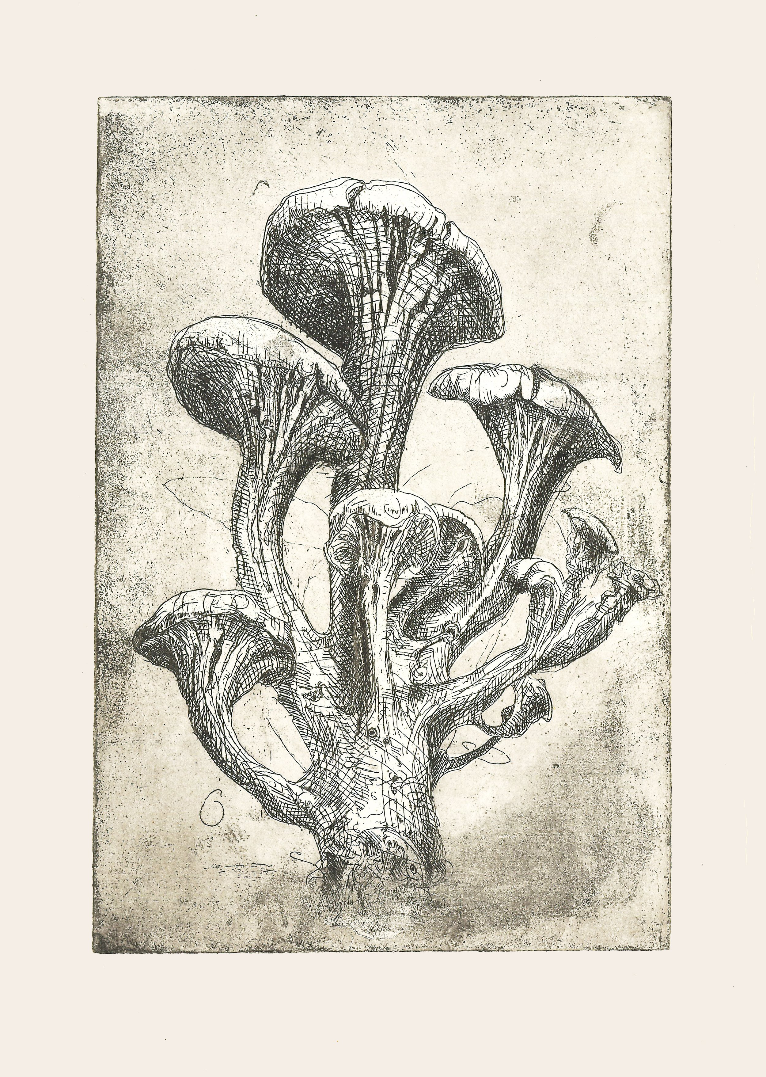 Oyster.jpg