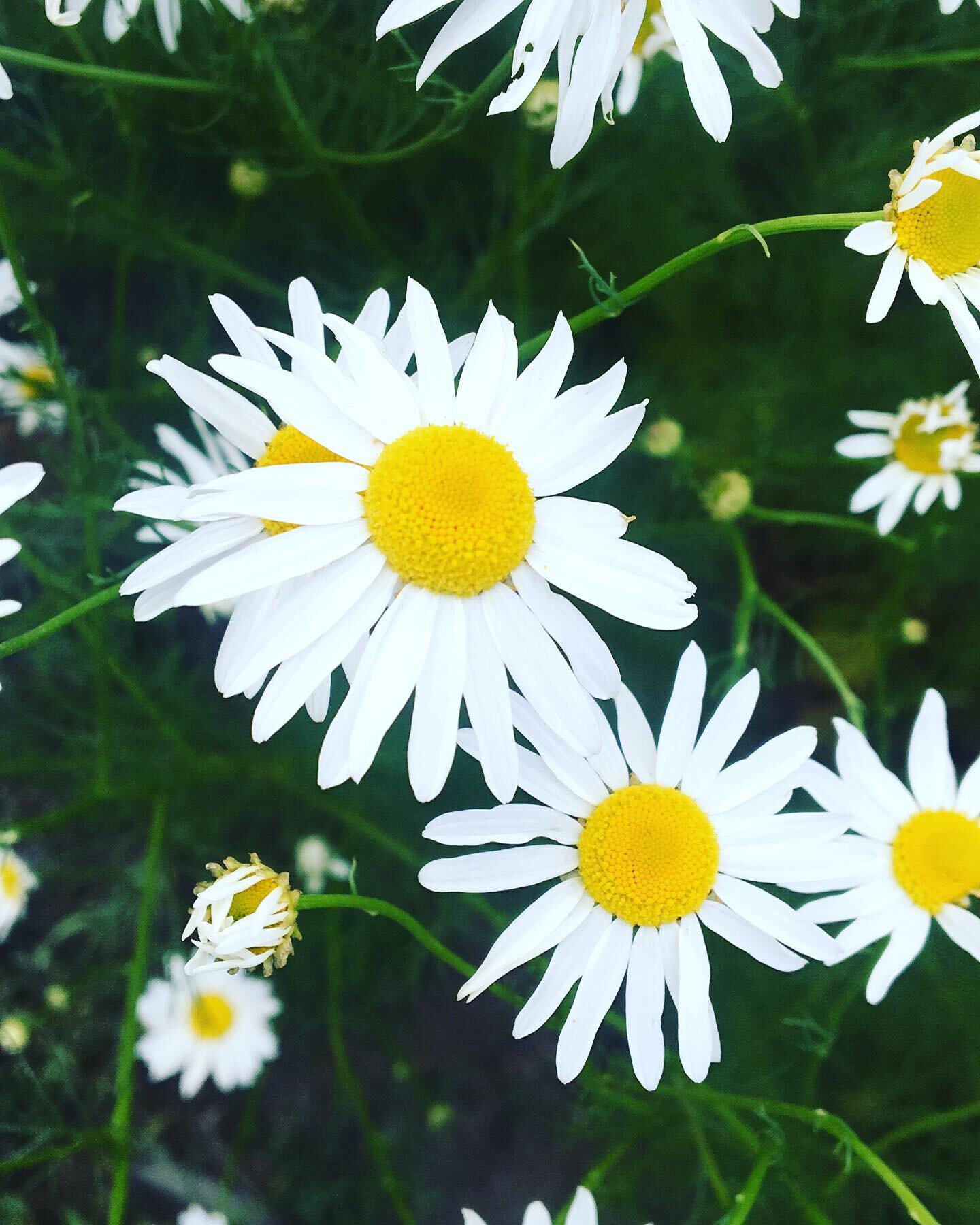 Happy Earth Week! 

There are few better ways to honor the Earth and the outdoors than to immerse yourself in it with a child. Engagement with nature engages the natural wondering muscles and it facilitates inquiry and builds compassion. Whatever you
