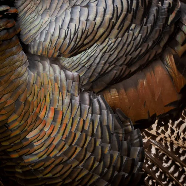 Collection of Turkey Feathers (Iridescent)